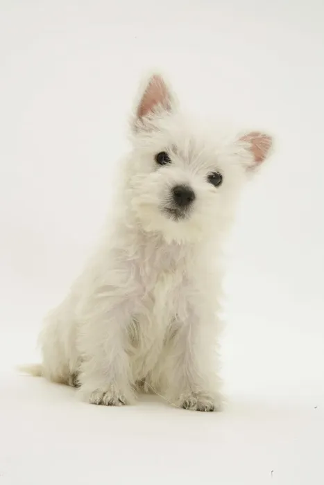 Framed Print : West Highland White Terrier sitting Framed Print : West Highland White Terrier sitting