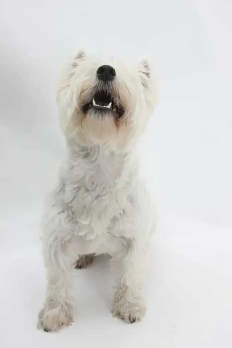 Framed Print : West Highland White Terrier sitting Framed Print : West Highland White Terrier sitting