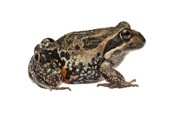 Framed Print : Western banjo frog (Limnodynastes dorsalis) William Bay National Park, Western Australia Framed Print : Western banjo frog (Limnodynastes dorsalis) William Bay National Park, Western Australia