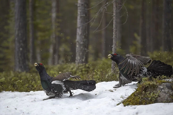 Western capercaillie (Tetrao urogallus) males at a lek, Tver, Russia. May