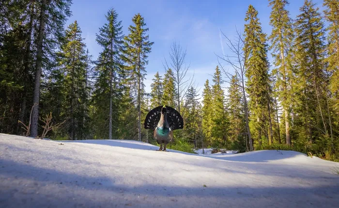 Framed Print : Western capercaillie (Tetrao urogallus) male, displaying, Switzerland. February Framed Print : Western capercaillie (Tetrao urogallus) male, displaying, Switzerland. February