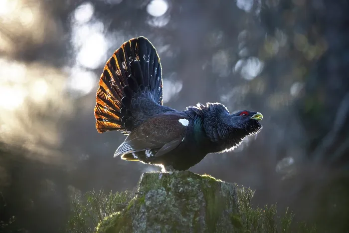 Framed Print : Western capercaillie (Tetrao urogallus) male, displaying, Switzerland. February Framed Print : Western capercaillie (Tetrao urogallus) male, displaying, Switzerland. February