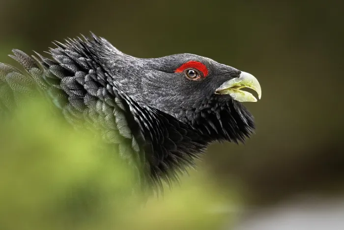Framed Print : Western capercaillie (Tetrao urogallus) male, head portrait, Switzerland. January Framed Print : Western capercaillie (Tetrao urogallus) male, head portrait, Switzerland. January