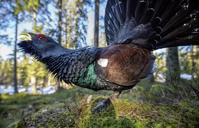 Framed Print : Western capercaillie (Tetrao urogallus) male, displaying, Switzerland. February Framed Print : Western capercaillie (Tetrao urogallus) male, displaying, Switzerland. February