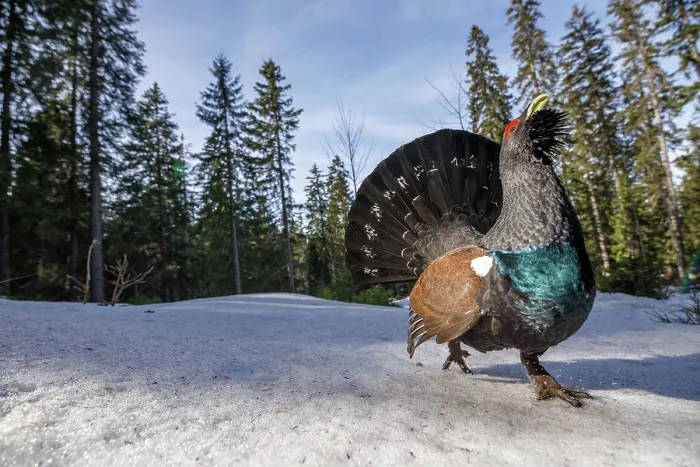 Framed Print : Western capercaillie (Tetrao urogallus) male, displaying, Switzerland. January Framed Print : Western capercaillie (Tetrao urogallus) male, displaying, Switzerland. January