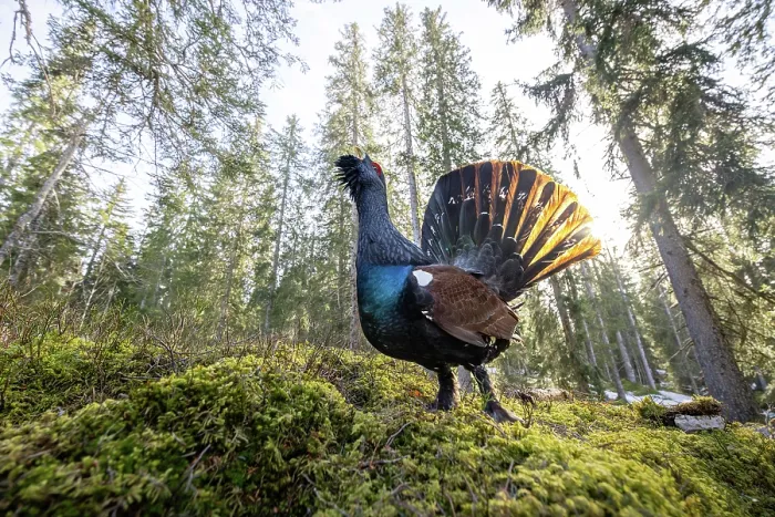 Framed Print : Western capercaillie (Tetrao urogallus) male calling in forest, Switzerland. February Framed Print : Western capercaillie (Tetrao urogallus) male calling in forest, Switzerland. February