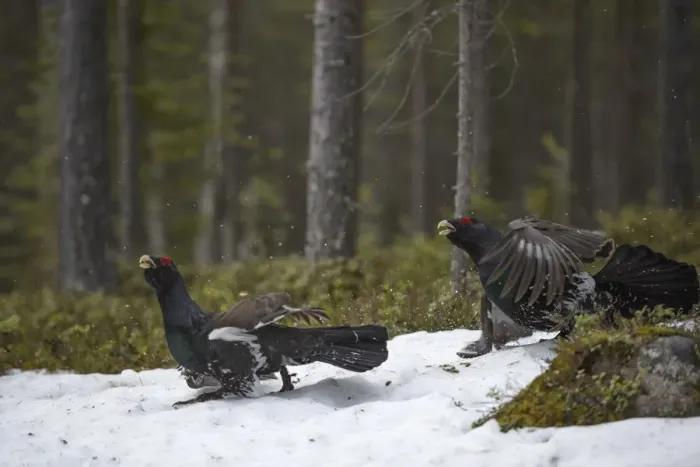 Framed Print : Western capercaillie (Tetrao urogallus) males at a lek, Tver, Russia. May Framed Print : Western capercaillie (Tetrao urogallus) males at a lek, Tver, Russia. May