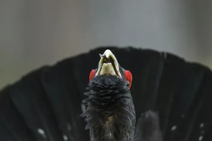 Framed Print : Western capercaillie (Tetrao urogallus) Tver, Russia. May Framed Print : Western capercaillie (Tetrao urogallus) Tver, Russia. May