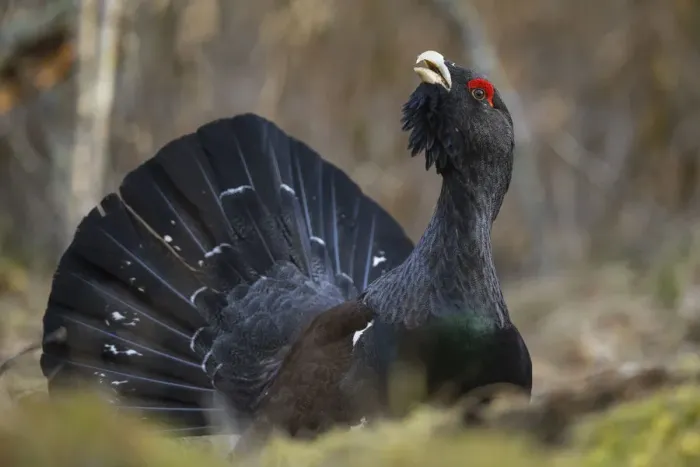 Framed Print : Western capercaillie (Tetrao urogallus) Tver, Russia. May Framed Print : Western capercaillie (Tetrao urogallus) Tver, Russia. May