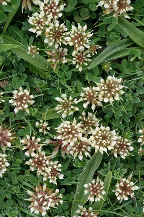 Framed Print : Western clover (Trifolium occidentale) in flower, St Mary's, Isles of Scilly, UK. May Framed Print : Western clover (Trifolium occidentale) in flower, St Mary's, Isles of Scilly, UK. May