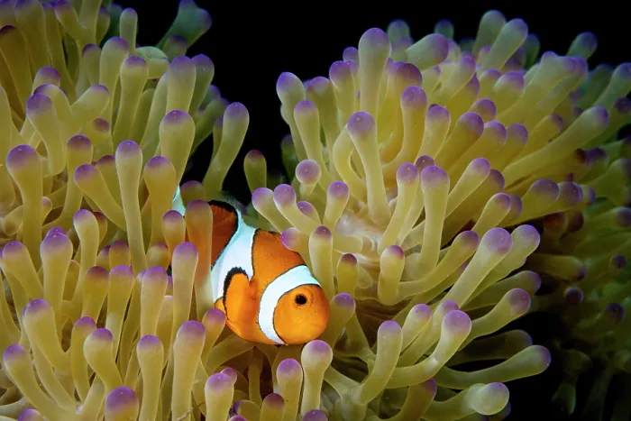 Framed Print : Western clown anemonefish (Amphiprion ocellaris) resting among tentacles of Magnificent sea anemone (Heteractis magnifica) host, Bunaken National Park, North Sulawesi, Indonesia Framed Print : Western clown anemonefish (Amphiprion ocellaris) resting among tentacles of Magnificent sea anemone (Heteractis magnifica) host, Bunaken National Park, North Sulawesi, Indonesia