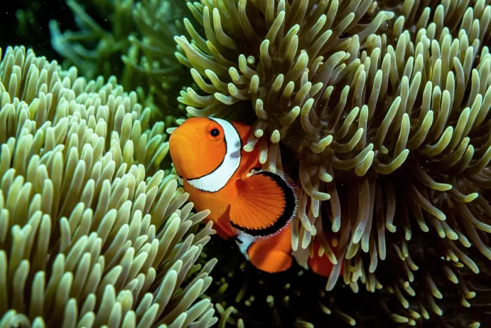 Framed Print : Western clown anemonefish (Amphiprion ocellaris) among tentacles of host Magnificent sea anemone (Heteractis magnifica), Bunaken National Park, North Sulawesi, Indonesia Framed Print : Western clown anemonefish (Amphiprion ocellaris) among tentacles of host Magnificent sea anemone (Heteractis magnifica), Bunaken National Park, North Sulawesi, Indonesia