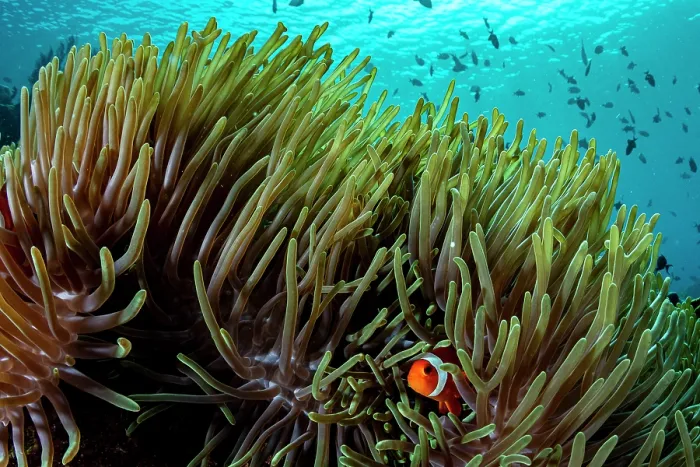 Framed Print : Western clown anemonefish (Amphiprion ocellaris) among tentacles of host Magnificent sea anemone (Heteractis magnifica), Bunaken National Park, North Sulawesi, Indonesia Framed Print : Western clown anemonefish (Amphiprion ocellaris) among tentacles of host Magnificent sea anemone (Heteractis magnifica), Bunaken National Park, North Sulawesi, Indonesia