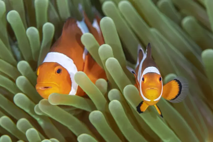 Framed Print : Western clown anemonefish (Amphiprion ocellaris) poses with a large