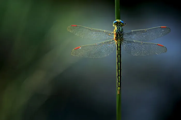Framed Print : Western clubtail dragonfly (Gomphus pulchellus), Sierra de Grazalema Natural Park, southern Spain Framed Print : Western clubtail dragonfly (Gomphus pulchellus), Sierra de Grazalema Natural Park, southern Spain