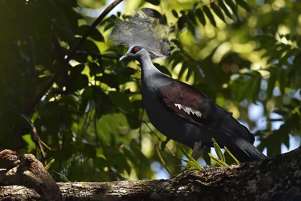 Western crowned pigeon, (Goura cristata), Aiduma Island, Triton Bay, near mainland New Guinea