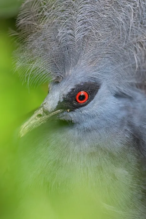 Framed Print : Western crowned pigeon (Goura cristata) head portrait, Klabili, West Papua, New Guinea. Captive Framed Print : Western crowned pigeon (Goura cristata) head portrait, Klabili, West Papua, New Guinea. Captive