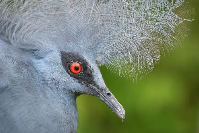 Framed Print : Western crowned pigeon (Goura cristata) head portrait, Klabili, West Papua, New Guinea. Captive Framed Print : Western crowned pigeon (Goura cristata) head portrait, Klabili, West Papua, New Guinea. Captive