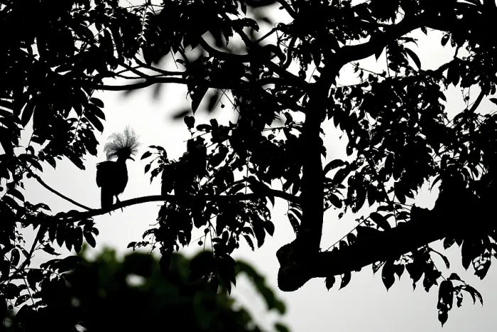 Framed Print : Western crowned pigeon (Goura cristata) perched in tree, silhouetted, West Papua, New Guinea Framed Print : Western crowned pigeon (Goura cristata) perched in tree, silhouetted, West Papua, New Guinea