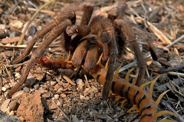Framed Print : Western desert tarantula (Aphonopelma chalcodes) feeding on a Desert centipede (Scolopendra polymorpha), Arizona, USA. September