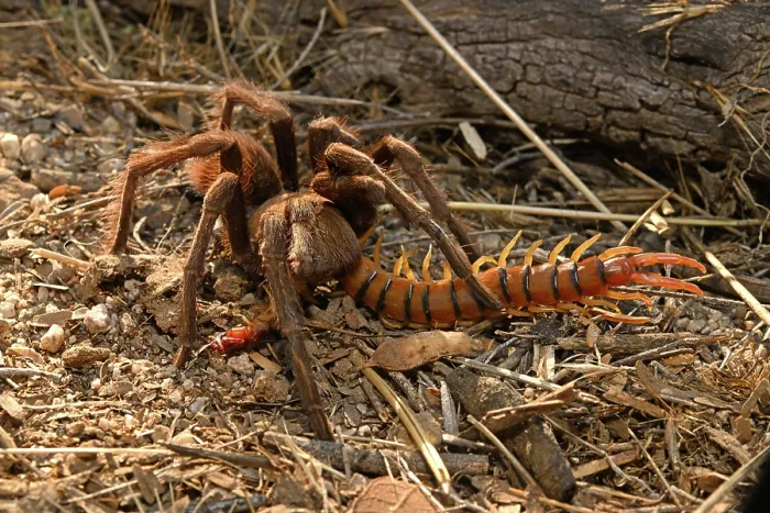 Framed Print : Western desert tarantula (Aphonopelma chalcodes) feeding on a Desert centipede (Scolopendra polymorpha), Arizona, USA. September Framed Print : Western desert tarantula (Aphonopelma chalcodes) feeding on a Desert centipede (Scolopendra polymorpha), Arizona, USA. September