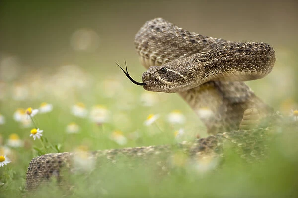 Western diamond-backed rattlesnake (Crotalus atrox) Texas, USA, April