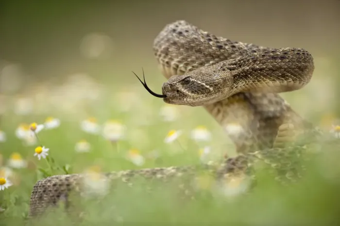 Framed Print : Western diamond-backed rattlesnake (Crotalus atrox) Texas, USA, April Framed Print : Western diamond-backed rattlesnake (Crotalus atrox) Texas, USA, April
