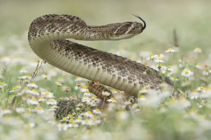 Framed Print : Western Diamondback Rattlesnake (Crotalus atrox), adult in striking pose in wildflower field Framed Print : Western Diamondback Rattlesnake (Crotalus atrox), adult in striking pose in wildflower field