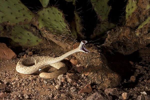 Western Diamondback Rattlesnake (Crotalus atrox) striking, Arizona, USA