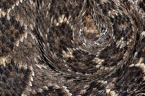 Western diamondback rattlesnake (Crotalus atrox) skin pattern detail, Texas, USA. March