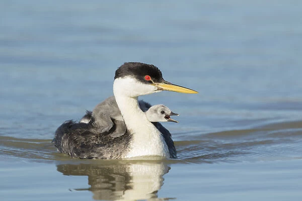 Western grebe (Aechmophorus occidentalis) adult with begging chick riding on its back