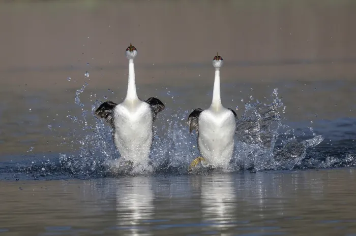 Framed Print : Western grebe (Aechmophorus occidentalis) pair running across water in courtship display called a Rush Ceremony, Lake John, Colorado, USA, May Framed Print : Western grebe (Aechmophorus occidentalis) pair running across water in courtship display called a Rush Ceremony, Lake John, Colorado, USA, May