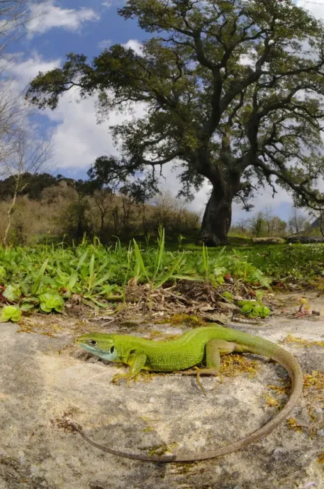 Framed Print : Western green lizard (Lacerta bilineata) female basking in habitat near a Cork Tree Framed Print : Western green lizard (Lacerta bilineata) female basking in habitat near a Cork Tree