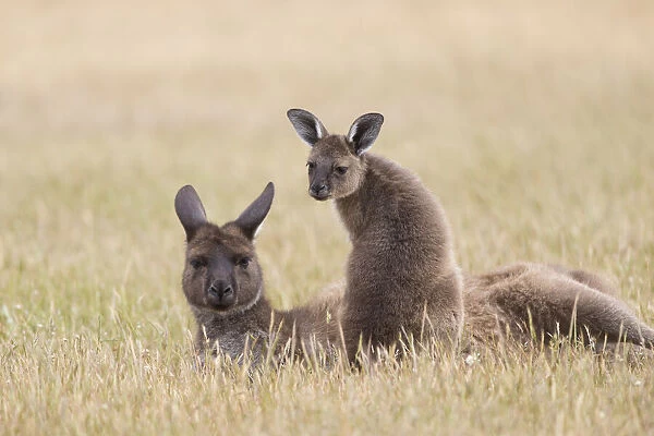 Western Grey Kangaroo Postcard x10 