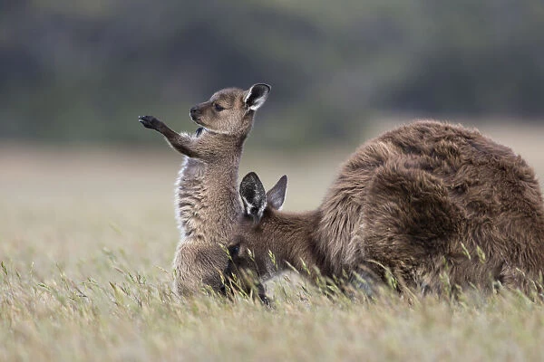 Western grey kangaroo (Macropus fuliginosus) joey standing on hind legs whilst stretching