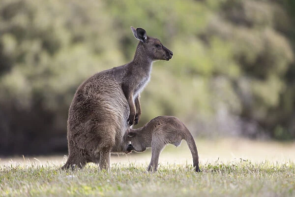 Western grey kangaroo (Macropus fuliginosus) female suckling joey aged eight months
