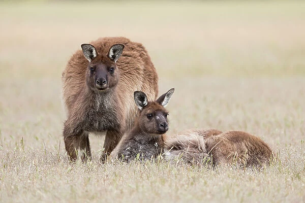 Western grey kangaroo (Macropus fuliginosus) pair, male standing and female lying down, Kangaroo Island, Australia