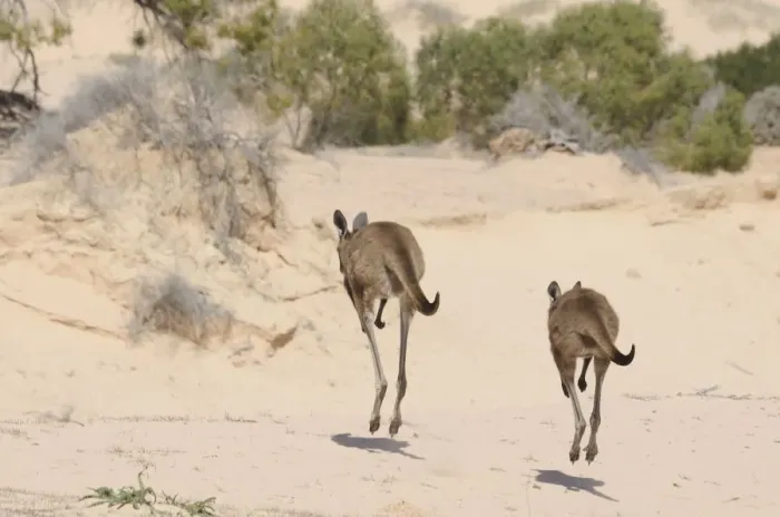 Framed Print : Western Grey Kangaroos (Macropus Fuliginosus) pair hopping away across sand dunes Framed Print : Western Grey Kangaroos (Macropus Fuliginosus) pair hopping away across sand dunes