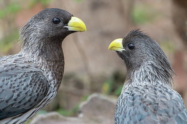 Two Western grey plantain-eaters (Crinifer piscator) looking at each other, Allahein River, The Gambia