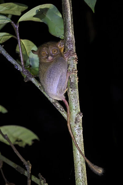 Western  /  Horsfields tarsier (Tarsius bancanus) hunting invertebrate prey in