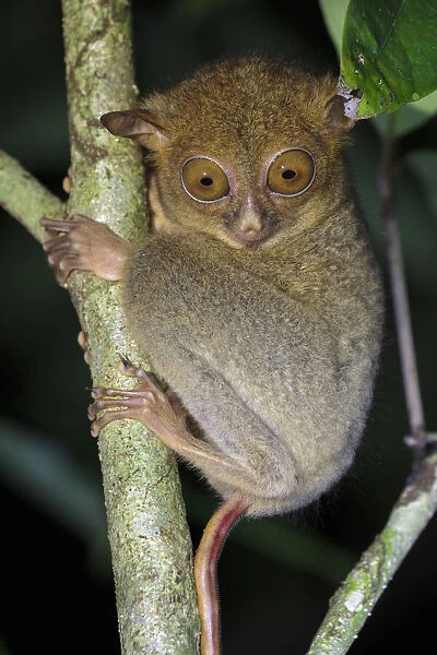 Western  /  Horsfields tarsier (Tarsius bancanus) hunting invertebrate prey in