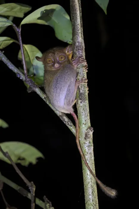 Framed Print : Western / Horsfields tarsier (Tarsius bancanus) hunting invertebrate prey in Framed Print : Western / Horsfields tarsier (Tarsius bancanus) hunting invertebrate prey in