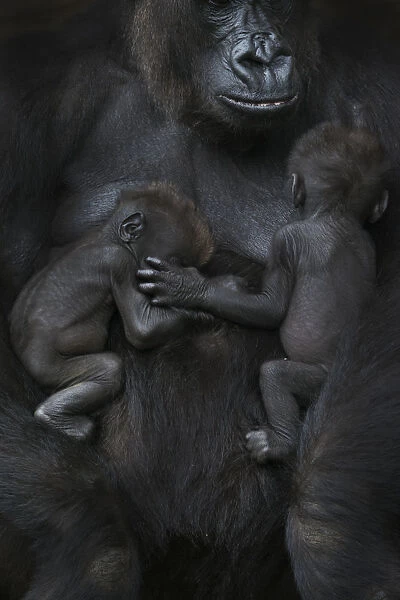 Western lowland gorilla (Gorilla gorilla gorilla) twin babies age 45 days sleeping