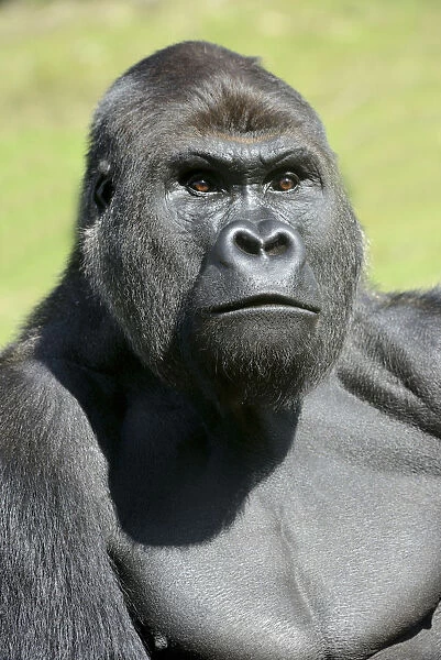 Western lowland gorilla (Gorilla gorilla gorilla) captive in zoo, native to west Africa