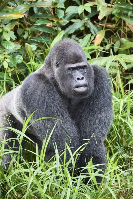 Framed Print : Western lowland gorilla (Gorilla gorilla gorilla) silverback male. Rescued as an orphan Framed Print : Western lowland gorilla (Gorilla gorilla gorilla) silverback male. Rescued as an orphan