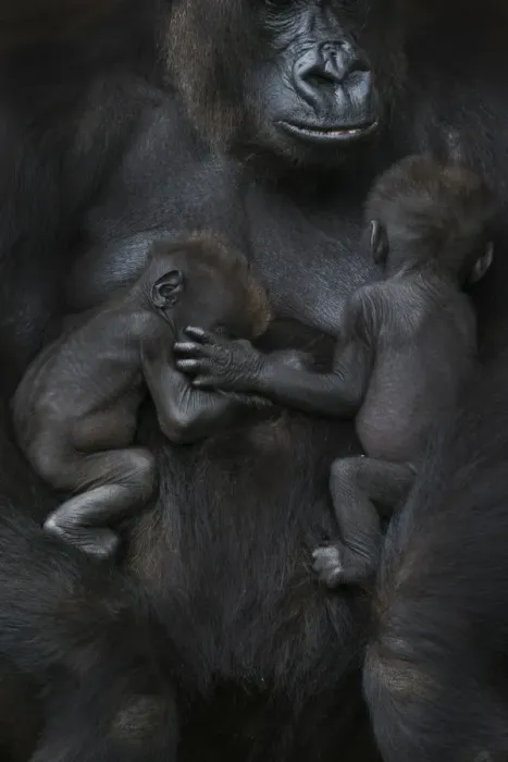 Framed Print : Western lowland gorilla (Gorilla gorilla gorilla) twin babies age 45 days sleeping Framed Print : Western lowland gorilla (Gorilla gorilla gorilla) twin babies age 45 days sleeping