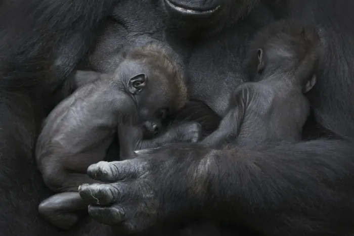 Framed Print : Western lowland gorilla (Gorilla gorilla gorilla) twin babies age 45 days sleeping Framed Print : Western lowland gorilla (Gorilla gorilla gorilla) twin babies age 45 days sleeping