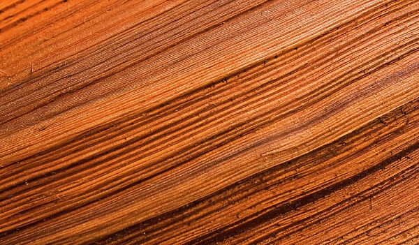 Western red cedar tree (Thuja plicata) detail of bark, The Big Tree Trail, Meares Island