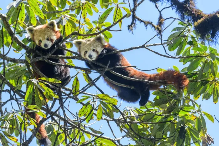 Framed Print : Western red panda (Ailurus fulgens fulgens), two juveniles looking down whilst climbing in tree Framed Print : Western red panda (Ailurus fulgens fulgens), two juveniles looking down whilst climbing in tree