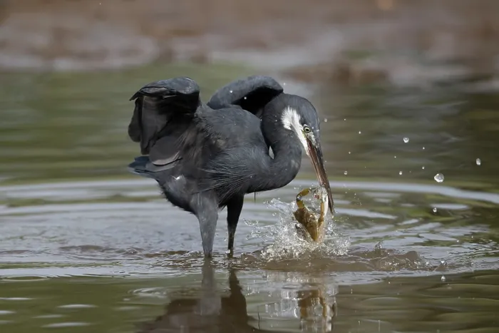 Framed Print : Western reef egret ( Egretta gularis) battling with a crab for a dead fish, Allahein river, The Gambia